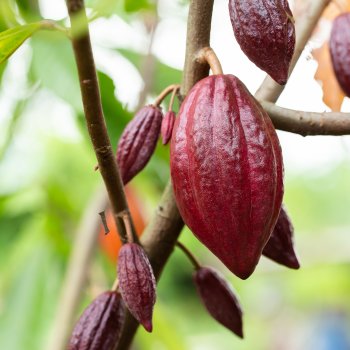 Theobroma cacao (Kakaovník pravý) - kont. C3L, výška 50-60 cm